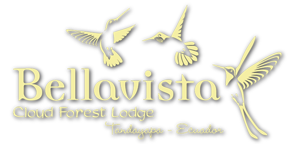 bellavista Logo